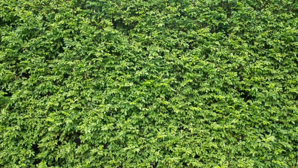 jak-pestovat-buxus