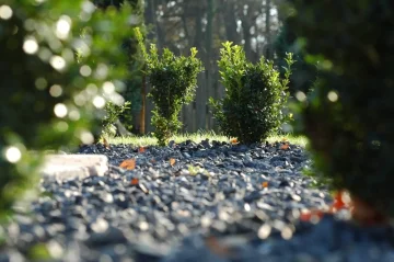 Jak daleko od sebe sázet Buxus?
