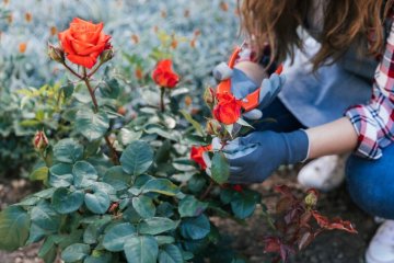 Rosen richtig schneiden: Wann und wie man es am besten macht