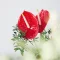 Toulitka Andréova (Anthurium,Anturie,Anthurie): pěstování, množení a choroby