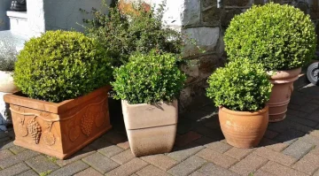 Jak, kdy a čím hnojit buxus?