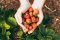 Erdbeeren pflanzen: Wann, wie tief und welche Sorten sich lohnen