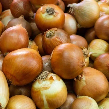 Domácí hnojivo na cibuli: které je nejlepší?