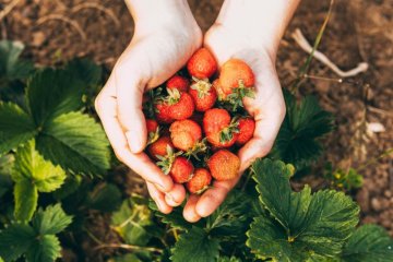 Erdbeeren pflanzen: Wann, wie tief und welche Sorten sich lohnen