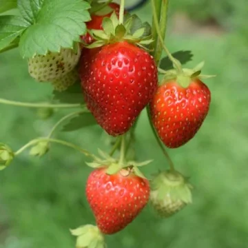 Jak, kdy a čím hnojit jahody?