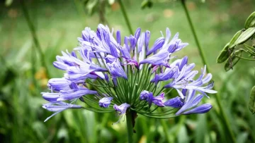 Vějířovka (scaevola): Pěstování, množení a kde koupit?