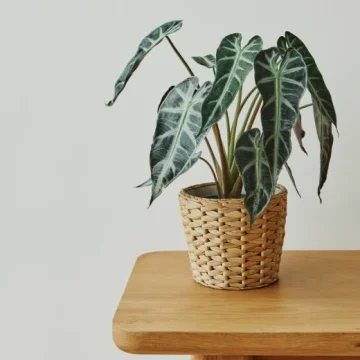 Alocasia (Alokázie): pěstování, hnojení a množení