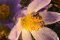 Wie gestalte ich ein buntes Blumenbeet für Bienen & Schmetterlinge?