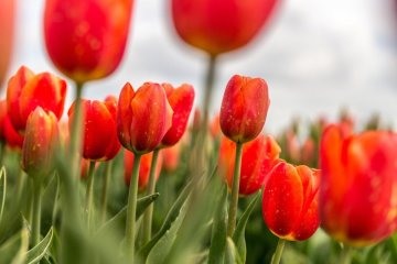Beliebte Frühlingsblumen: Wann Tulpen, Narzissen & Co. in die Erde gehören