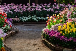 Blumen für Anfänger: Diese Sorten sind pflegeleicht und wunderschön