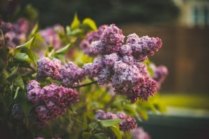 Sommerflieder pflanzen: Pflegeleichter Duftstrauch für jeden Garten