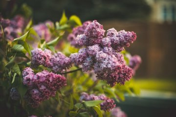 Sommerflieder pflanzen: Pflegeleichter Duftstrauch für jeden Garten