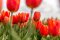 Beliebte Frühlingsblumen: Wann Tulpen, Narzissen & Co. in die Erde gehören