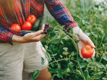 Wann und wie Tomaten düngen? Tipps für gesunde Pflanzen & reiche Ernte