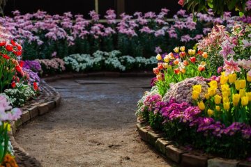 Blumen für Anfänger: Diese Sorten sind pflegeleicht und wunderschön