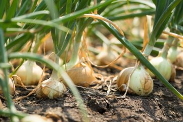 Zwiebeln im eigenen Garten anbauen: Zeitpunkt, Pflege und Ernte