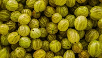 Nejlepší odrůdy angreštu: Kompletní průvodce pro pěstitele