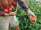 Wann und wie Tomaten düngen? Tipps für gesunde Pflanzen & reiche Ernte