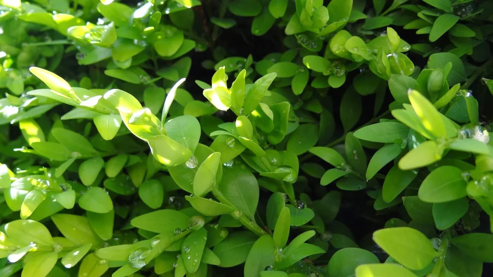 kdy-a-jak-strihat-buxus