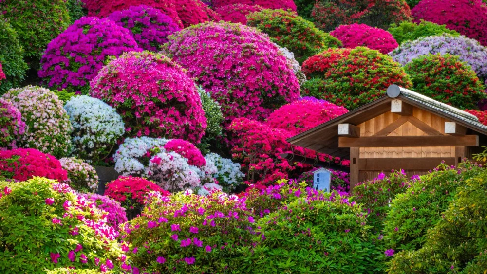 Kdy Hnojit Rododendrony (může vést, kořenového systému, hnojení rododendronů, obsahem dusíku, podzimní hnojení) Kdy Hnojit Rododendrony