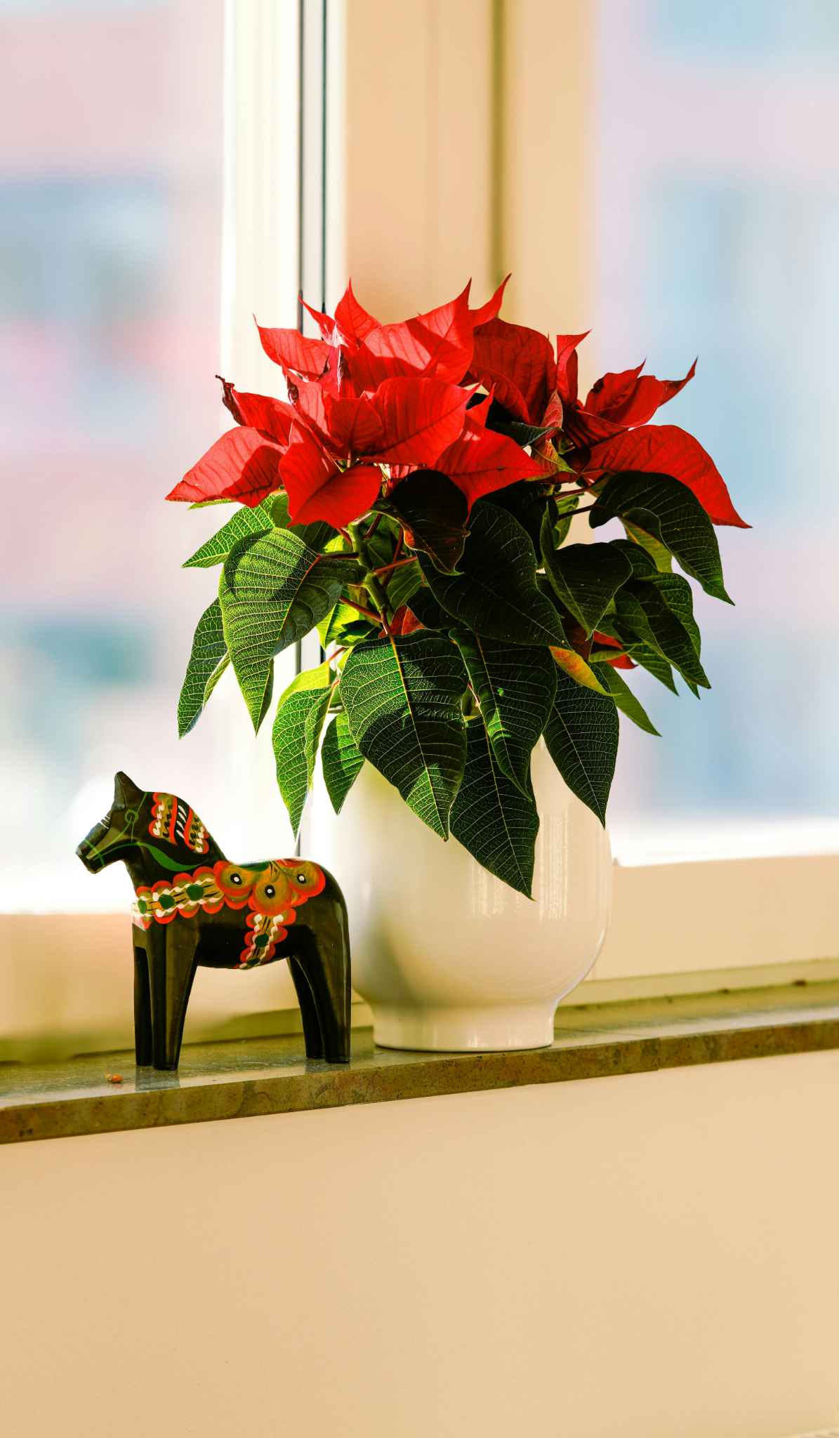 Vánoční hvězda na světlém místě u okna