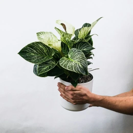 Kvetiny Pokojove Do Stinu (pokojové rostliny, Může způsobeno, tmavě zelené, Během vegetačního, Během vegetačního období) Kvetiny Pokojove Do Stinu